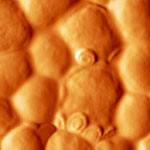 Mikroskopbild einer Hefezelle  Andrew Pelling / UCLA
